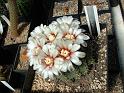 Gymnocalycium quehlianum